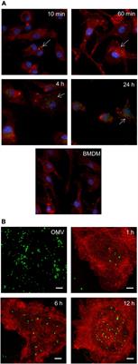 Francisella tularensis Outer Membrane Vesicles Participate in the Early Phase of Interaction With Macrophages